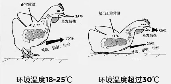 《夏日炎炎，如何為動(dòng)物防暑、降溫》